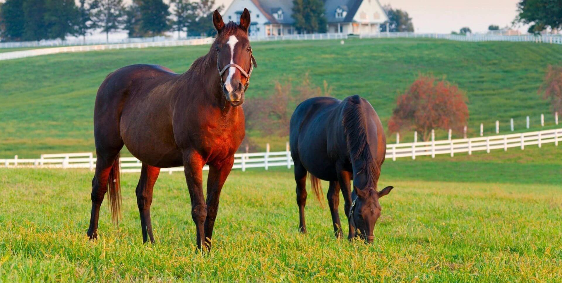 Horse Boarding | Red Horse Reining Stables
